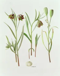 Fritillaria Kurdica