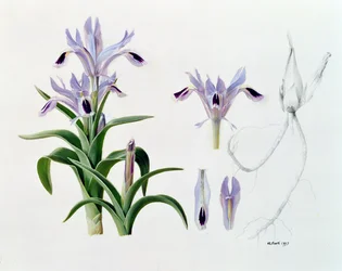 Iris Kuschakewiczii