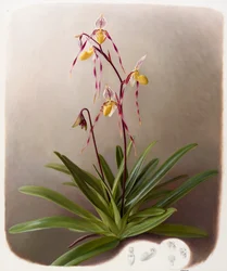Orchidee
