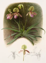 Paphiopedilum henryi