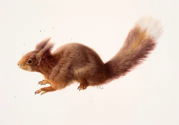 Studie eines Eichhörnchens