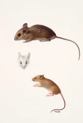 Zwei Studien - eine Waldmaus und eine Erntemaus