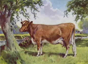 Illustration für Mein Bauernhof (Farblithografie)