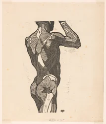 Anatomische Studie der Rücken- und Gesäßmuskeln eines Mannes