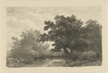 Bäume an einem Teich