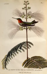 Rubinkehlkolibri, Gravur aus Les trochilidees ou les colibris et les oiseaux-mouches