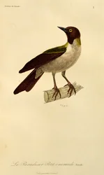 Weibchen des Kleinen Paradiesvogels, Gravur aus Histoire naturelle des oiseaux de paradis et des epimagues