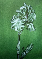 Elegante grüne Iris