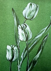 Frische weiße Tulpen