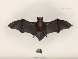 Fledermaus, Südamerika, ca. 1832-1836