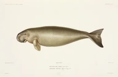 Halicore Dugong