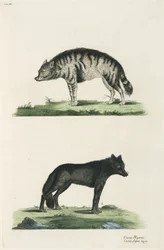 Hyäne und Wolf