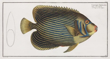 Kaiserfisch
