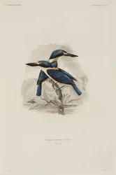 Eisvögel, Samoa