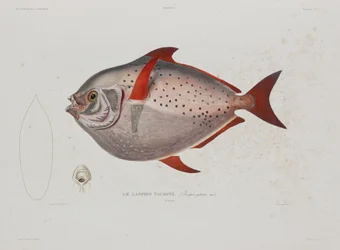 Mondfisch, Island, frühes 19. Jahrhundert