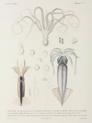 Oktopus und Tintenfisch
