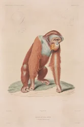 Orang-Utan, Indonesien