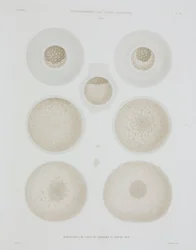 Kaninchenei, ca. 1847-1859