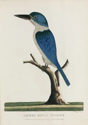 Heiliger Eisvogel, Australien, ca. 1788