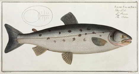 Der Lachs