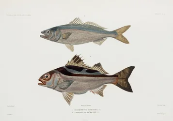 Zwei Arten von Fischen