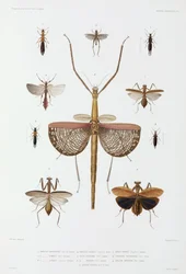 Insektenarten, Australien, Salomonen und Indonesien