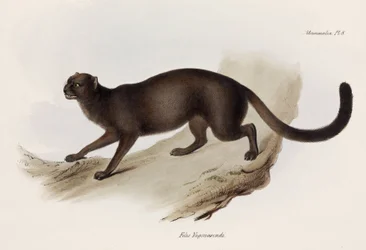 Wiesel oder Otterkatze, Südamerika, ca. 1832-1836