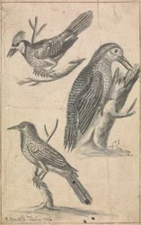 Specht und zwei Vögel