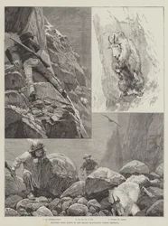 Jagd auf Wildziegen in den Rocky Mountains, Nordamerika