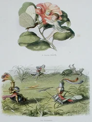 Ein tanzender Schmetterling und das Turnier, Illustrationen aus 