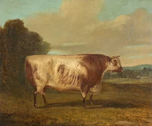 Ein Stier, 1862