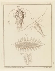 Agaatpissebed, Copepode und Borstelwurm