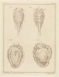 Krebstier und Weichtier