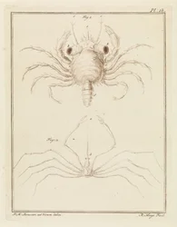 Strandkrabbe und eine Pfeilkrabbenart
