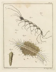 Tuberkel und ein Borstenwurm