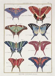 Schmetterlinge aus 