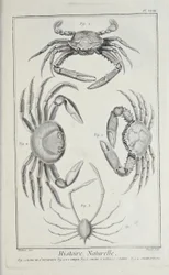 Krebse, Illustration aus 