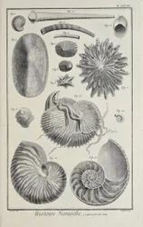 Meeresmuscheln, Illustration aus 