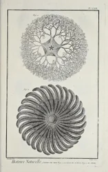 Seesterne, Illustration aus 