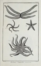 Seesterne, Illustration aus 