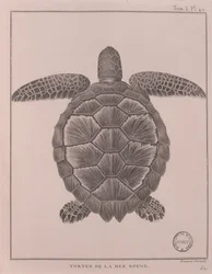 Schildkröte aus dem Roten Meer, Illustration aus 