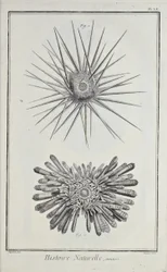 Seeigel, Illustration aus 