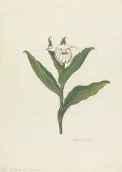 Frauenschuh (Cypripedium Canadense, Calceolus Maria)