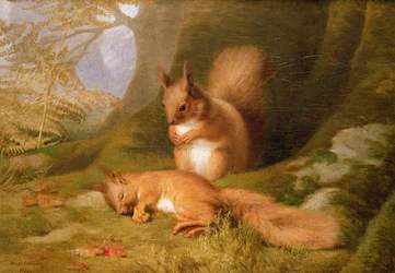 Eichhörnchen im Wald