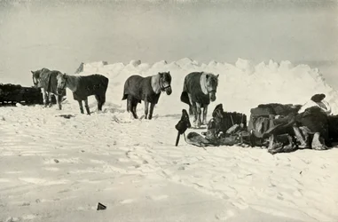 Ponys hinter ihrem Schutz im Lager auf der Barriere, 1911, 1913