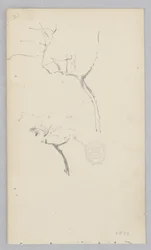 Baum