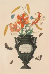 Eine Auswahl von Hexandrian Pflanzen...: Tigerlilie, 1831-1832
