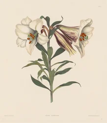 Eine Auswahl von Hexandrian-Pflanzen, die zur natürlichen Ordnung der Amaryllidae gehören..., 1831-1832