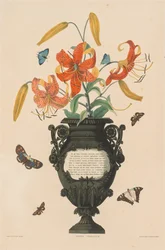 Eine Auswahl von Hexandrian-Pflanzen, die zur natürlichen Ordnung der Amaryllidaceae und Liliaceae gehören: Tigerlilie