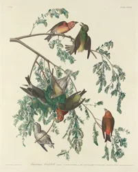 Amerikanischer Kreuzschnabel, 1834